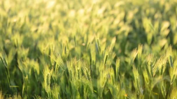 Field of grass on sunset. Nature background, focus motion
