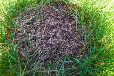 Ormanda Ant Tepesi