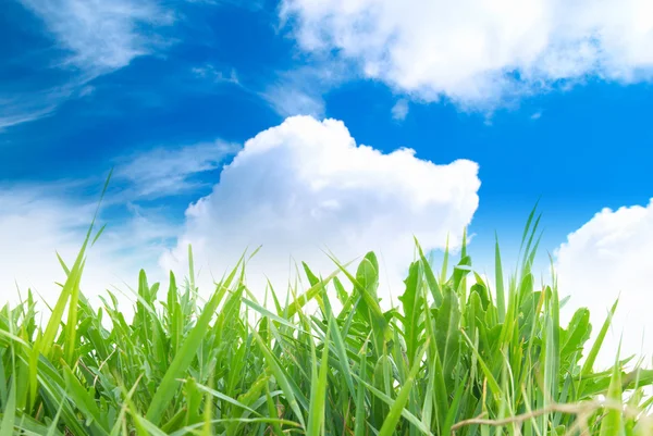 Herbe verte avec ciel nuageux — Photo