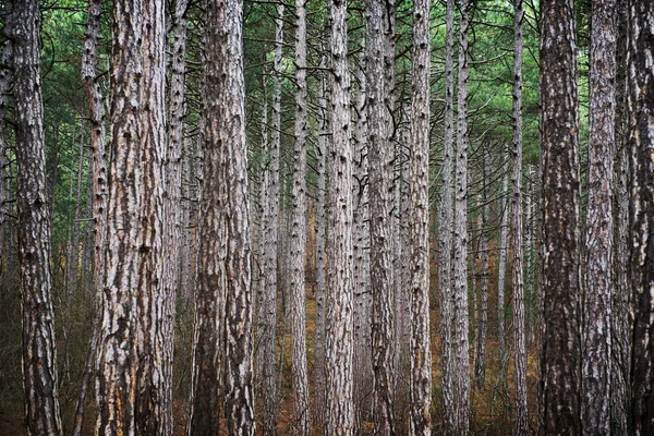Forêt brumeuse — Photo