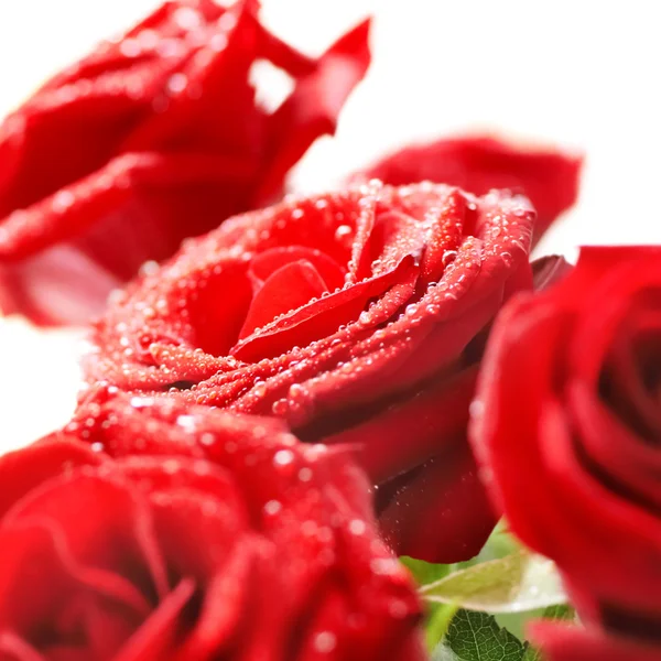 Ramo de rosas rojas hermosas — Foto de Stock