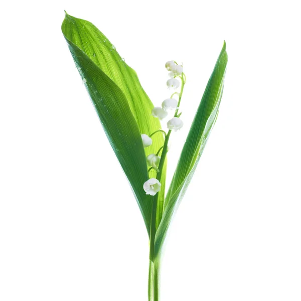 Liljor från dalen — Stockfoto