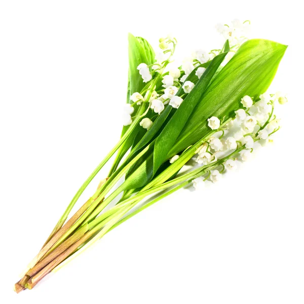 Lilies of the valley — Stock Photo, Image