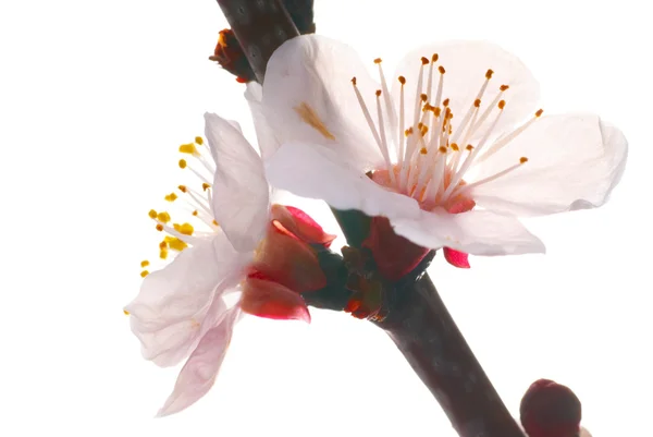 Almendras flores blancas — Foto de Stock