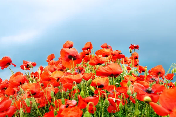 Mohn auf dem Feld — Stockfoto