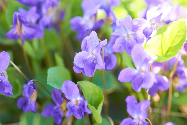 Flores de viola — Foto de Stock