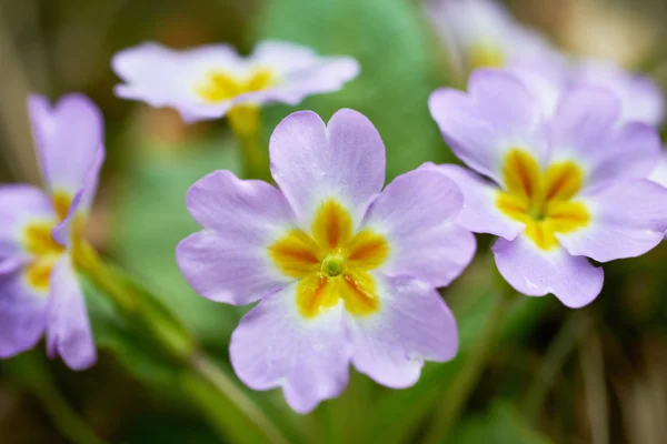 Fiori rosa primaverili — Foto Stock