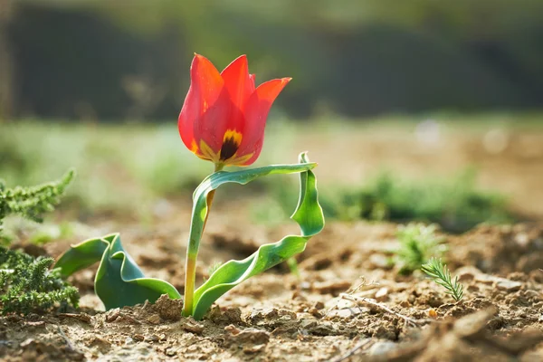 Hermoso tulipán salvaje rojo — Foto de Stock