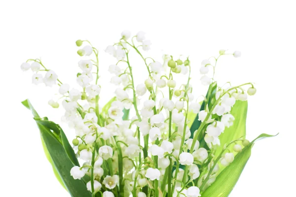 Lilies of the valley — Stock Photo, Image