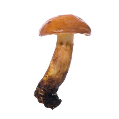 yenilebilir mantar suillus