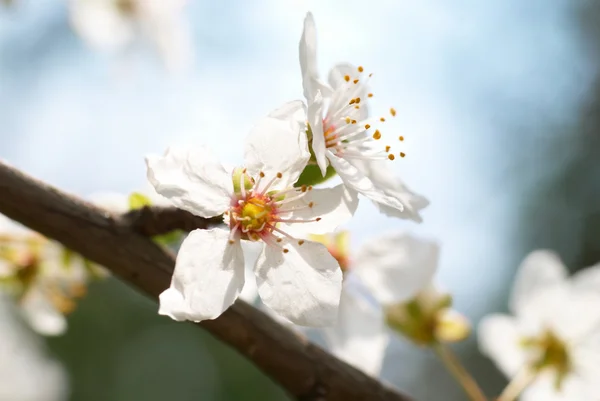Flores brancas de ameixa — Fotografia de Stock