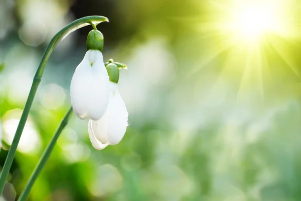 雪地春白花 — 图库照片