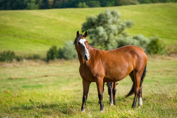 Caballos oscuros —  Fotos de Stock