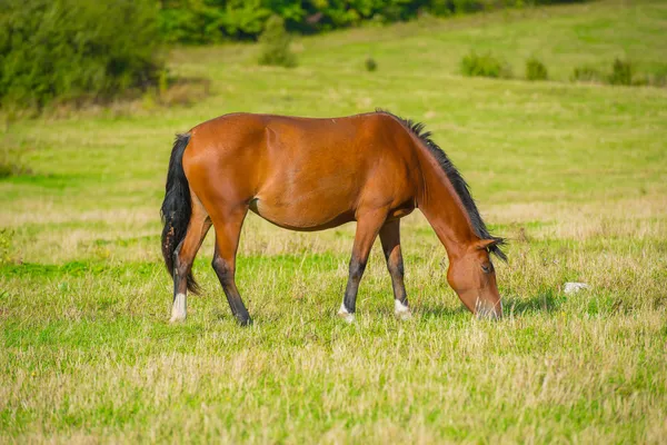 Mörka bay häst — Stockfoto