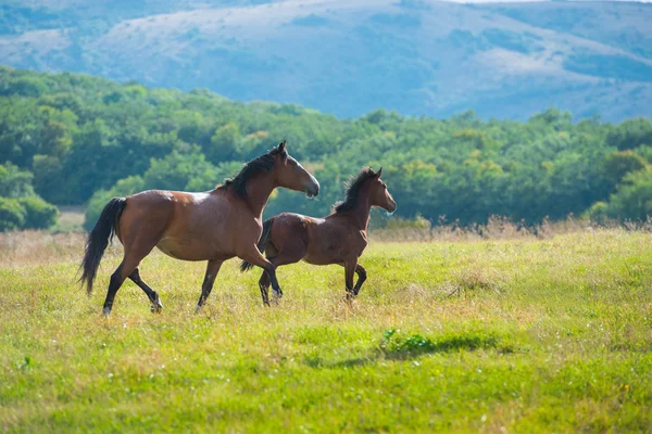 Běžící koně tmavý hnědák — Stock fotografie