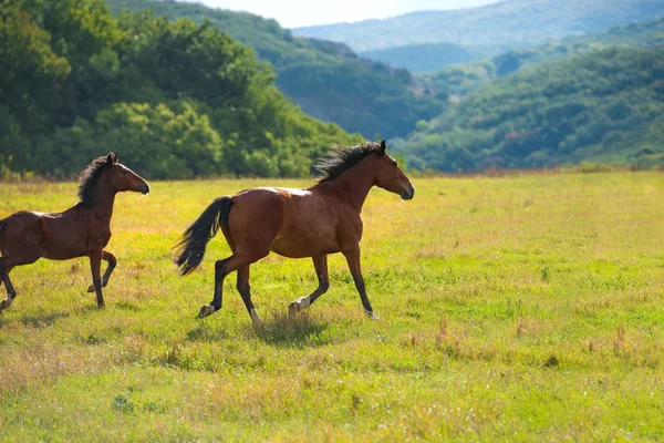 Běžící koně tmavý hnědák — Stock fotografie