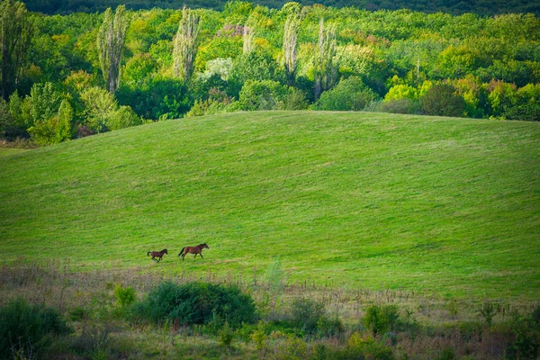 绿色草地上的两匹马 — 图库照片