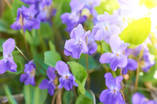 Viola flowers — Stock Photo, Image