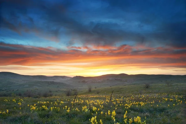 Pole s květinami a dramatická obloha — Stock fotografie