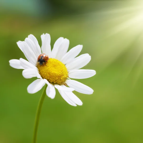 White daisy with red ladybug — Stock Photo, Image