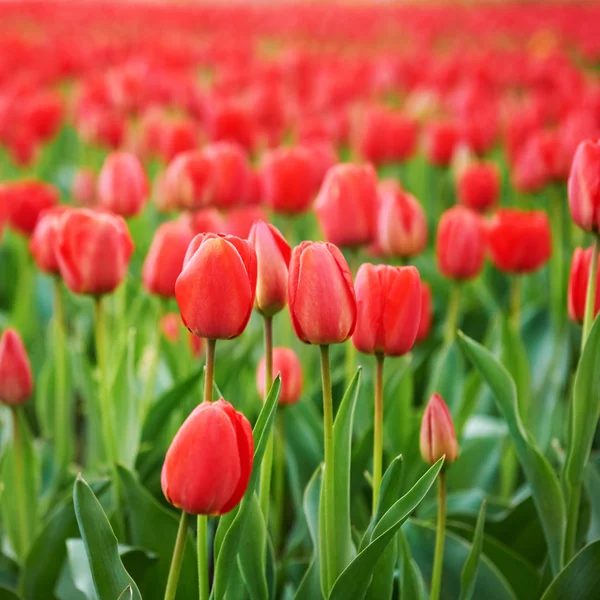 Campo de belas tulipas vermelhas — Fotografia de Stock