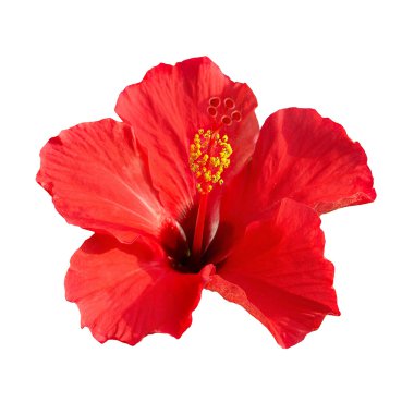 Hibiscus rosa sinensis