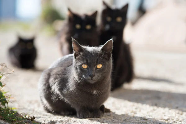 Grupo de gatos — Fotografia de Stock