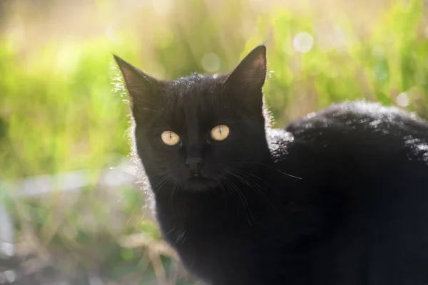 Gato preto com olhos amarelos — Fotografia de Stock