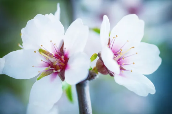 Almond white flowers — Stock Photo, Image