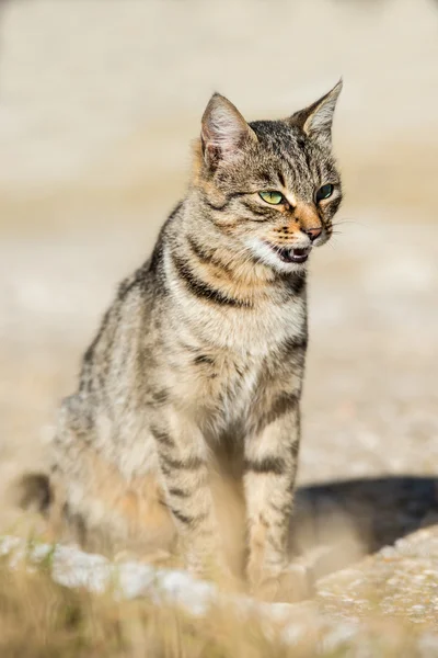 Gato listrado cinza com olhos amarelos — Fotografia de Stock