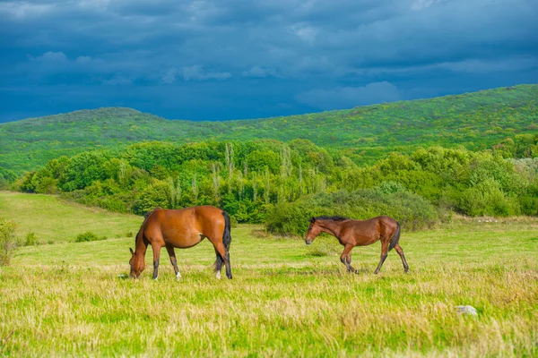 Чёрные лошади — стоковое фото
