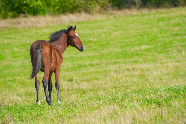 Caballo oscuro — Foto de Stock