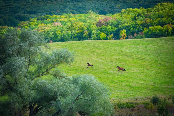 Dois cavalos no prado verde — Fotografia de Stock