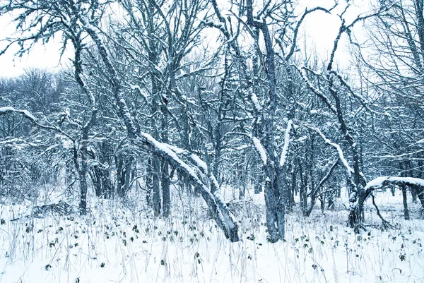 Zimní krajina s ledovými stromy. — Stock fotografie