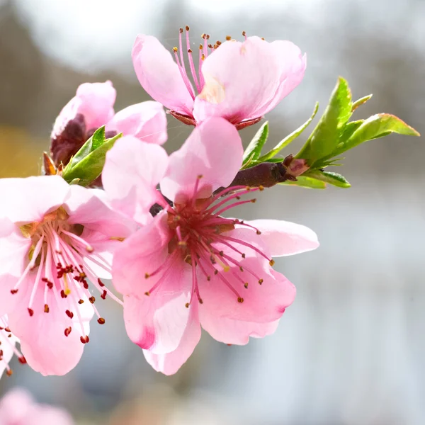 Amandel roze bloemen — Stockfoto