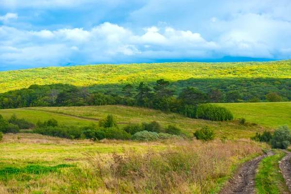 Erba su prato verde — Foto Stock