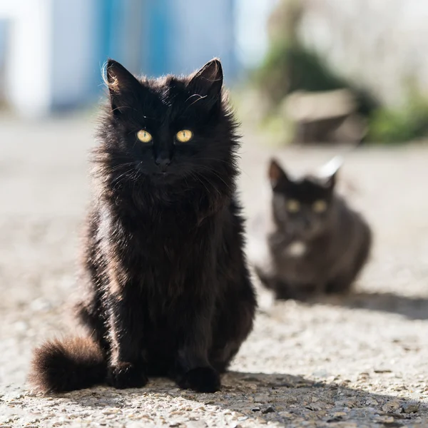 Grupo de gatos — Foto de Stock