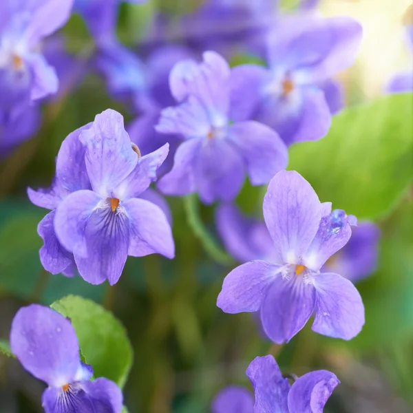 Flores de viola —  Fotos de Stock