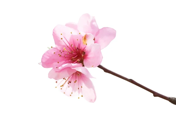 Almond pink flowers — Stock Photo, Image