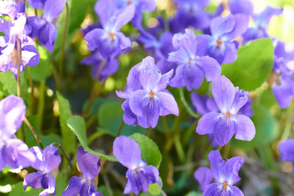 Viola blommor — Stockfoto