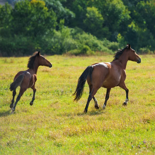 Correr caballos de bahía oscura — Foto de Stock