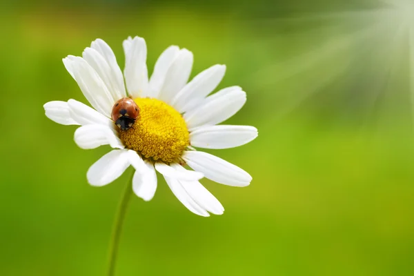 Witte margriet met rode lieveheersbeestje — Stockfoto