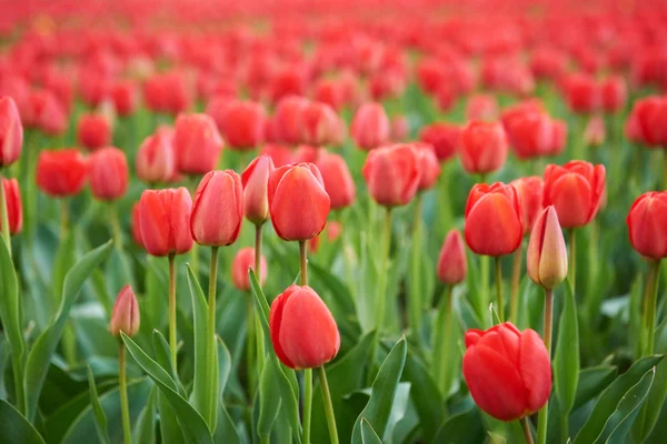 Campo de belas tulipas vermelhas — Fotografia de Stock