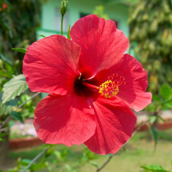 Hibiscus rosa sinensis — Stok fotoğraf
