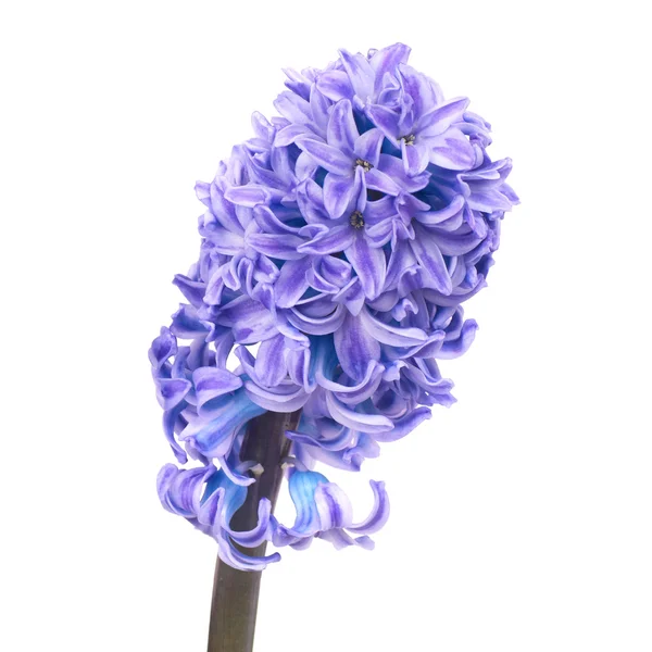 Blue hyacinthes — Stockfoto