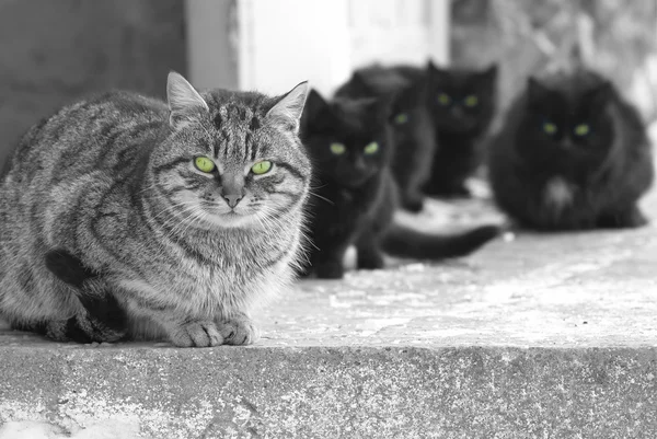 Gruppe von Katzen — Stockfoto