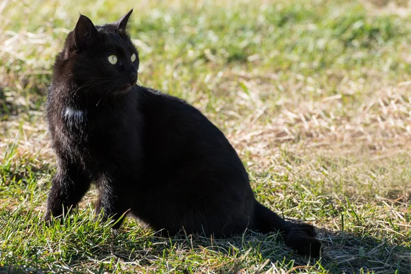 Musta kissa, jolla on keltaiset silmät — kuvapankkivalokuva