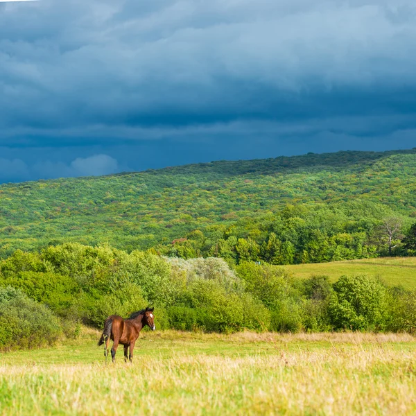 Tmavý hnědák koně — Stock fotografie