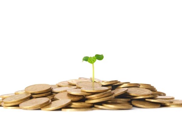 Green plant growing from the coins — Stock Photo, Image