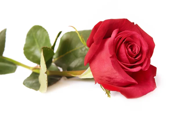 Red rose — Stock Photo, Image